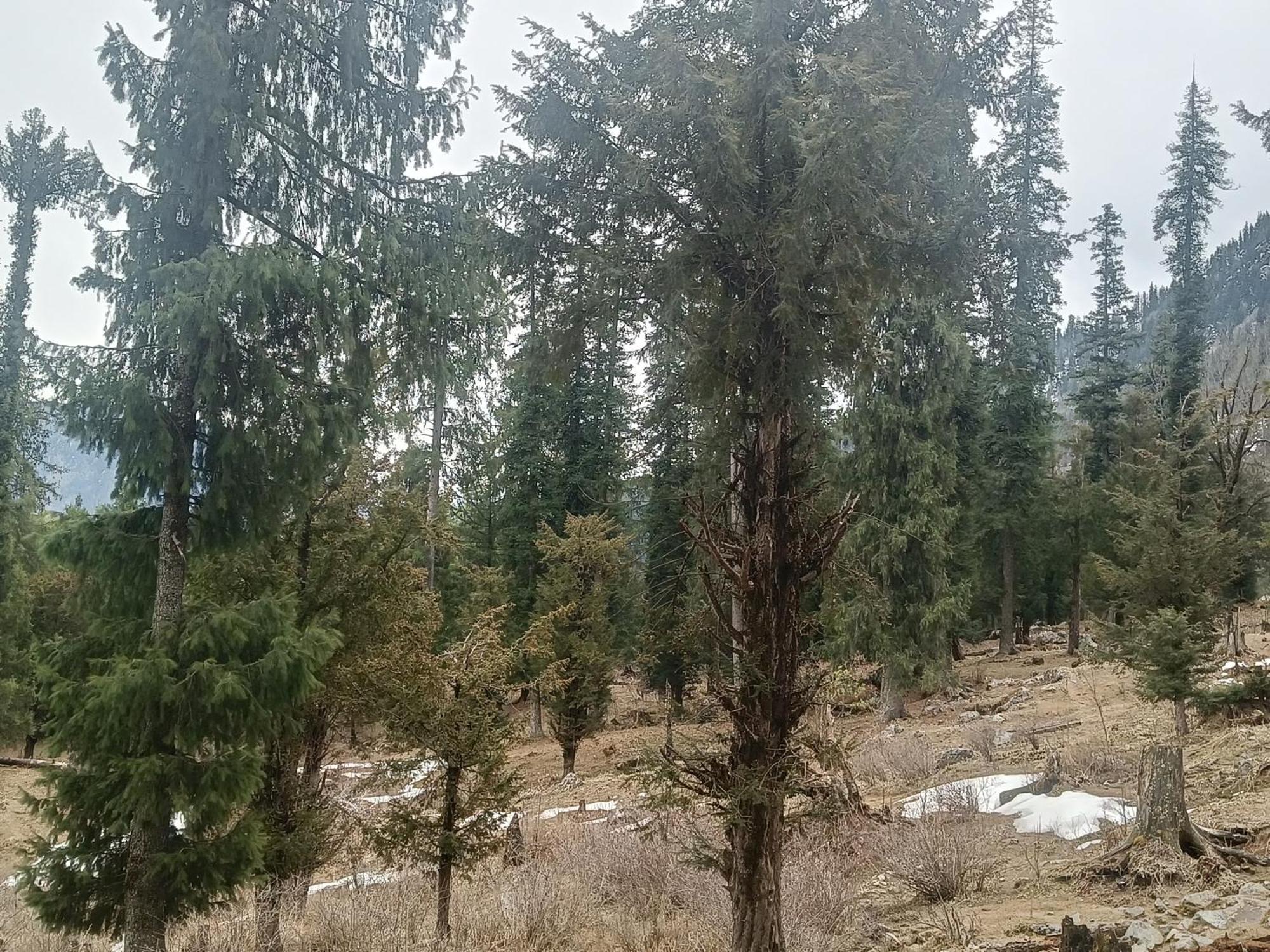Trimounts-A Boutique Hotel & Wellnes Center In Tirthan Valley Banjar Экстерьер фото